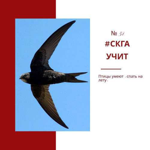 Птицы умеют «спать на лету» 
