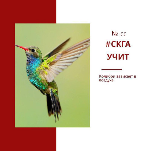 Колибри умеет зависать в воздухе 